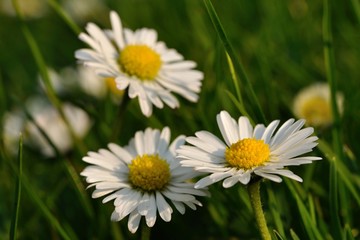 Fototapeta na wymiar Three daisies in grass