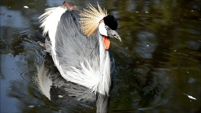 Kronenkranich