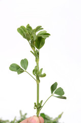 alfalfa