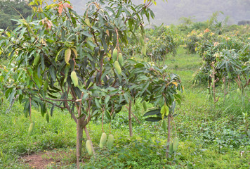mango garden