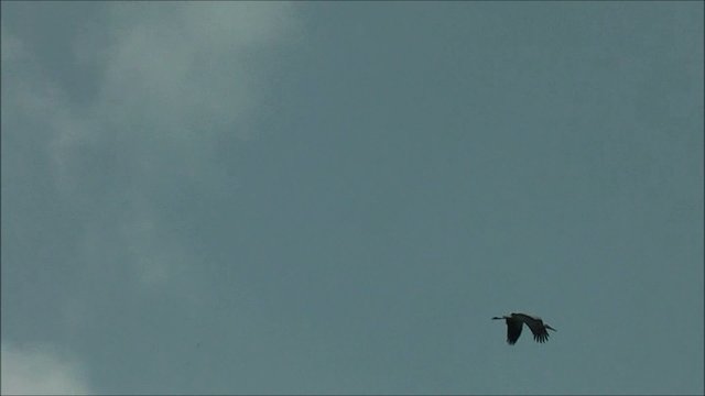 Storch im Flug