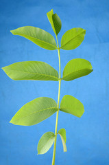 walnut