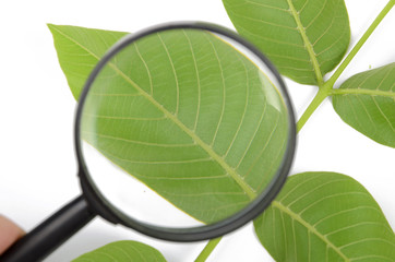 walnut leaf