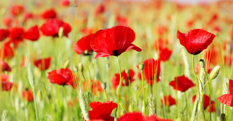 Red Poppies in field .