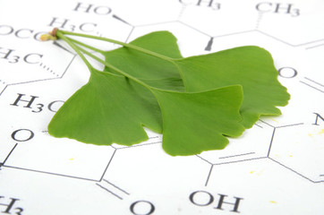 gingko