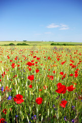 Poppies in  wheat field.