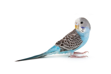 blue budgie - Powered by Adobe