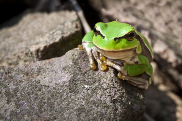Curiosity green frog on a rock