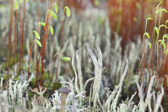 Moss amon lichen