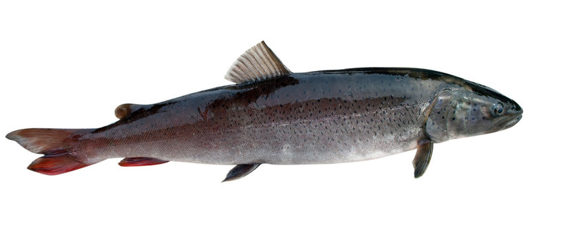 Сибирский речной лосось - таймень ( Hucho taimen )