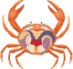 crab anatomy section