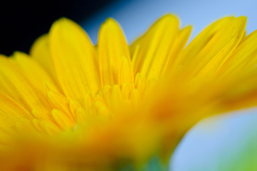 Fototapeta premium Sunflower