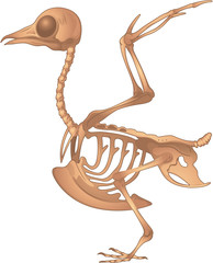skeletal system of bird