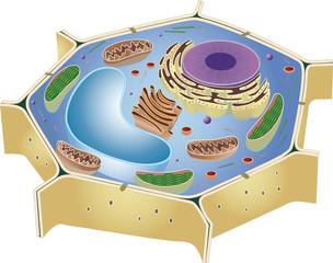 an animal cell