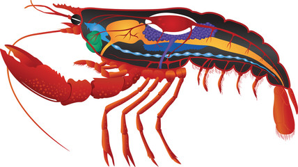 internal organs of a lobster