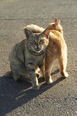 Obraz premium ねこ