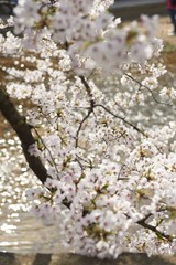 Fototapeta premium さくら