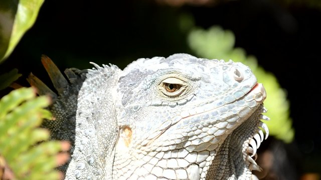 Leguan