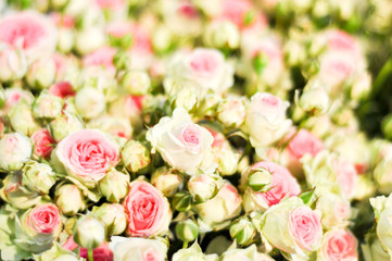 Retroperspektive. Rosen