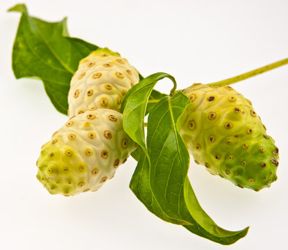noni, nono, morinda citrifolia
