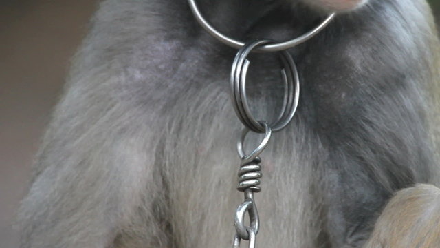 Slavery, monkey in Thailand