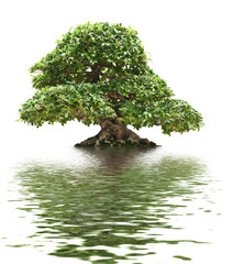 Ficus Bonsai mit Wasserreflexion