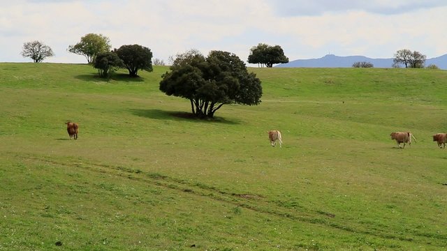 dehesa3