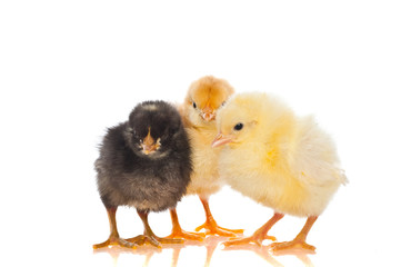 Cute little baby chicken against white background