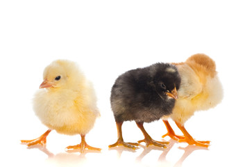 Fototapeta premium Cute little baby chicken against white background