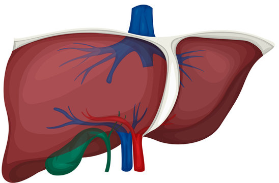 liver
