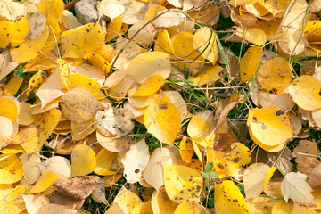 Autumn leaves