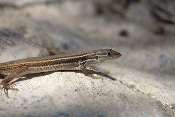 iberian wall lizard