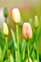 Fototapeta premium Tulips