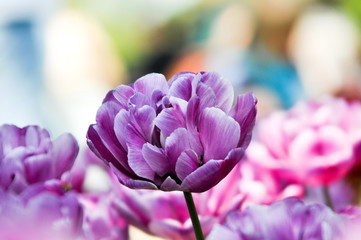 Fototapeta premium Lila tulpe