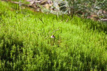 fungus in the moss