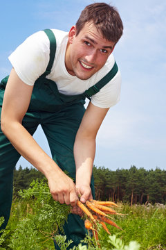Bauer bei der Karottenernte