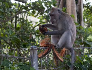 monkey ubud