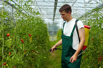 Bauer spritzt Tomatenpflanzen