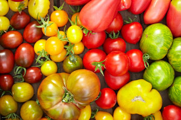 Bunte Tomatensorten