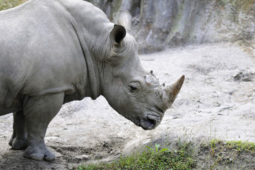 Naklejka premium サイ