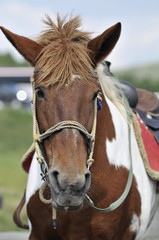 Obraz premium 馬のポートレート