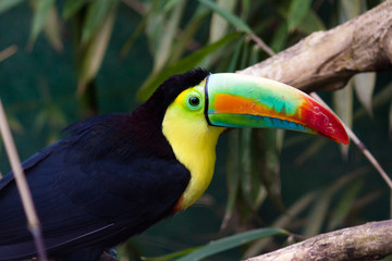 Toucan