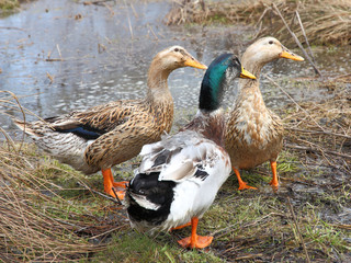 Three beautiful ducks on the lake