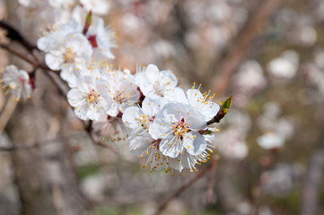 Spring background