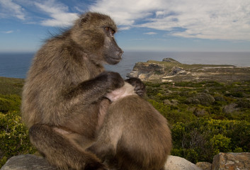Obraz na płótnie Canvas Monkeys on the Cape of Good hope, Cape Town