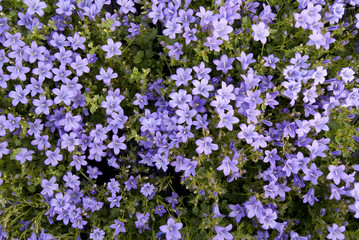 Summer violet e lilac flower camomile