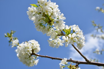 Cherry Tree in Bloom