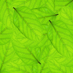 Fototapeta na wymiar fresh green leaves border background