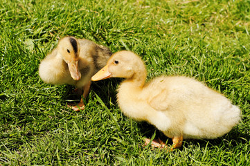 two ducklings