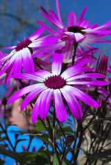 Strahlenaster